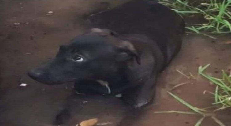 Acusan a adolescentes de secundaria de abusar de una perrita