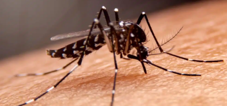 Sinaloa suma 80 casos de dengue