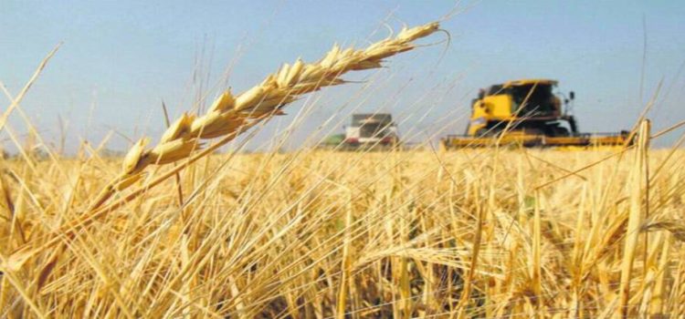 Productores de trigo de El Carrizo no cobrarán por estar fuera del esquema de apoyos