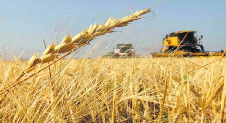 Productores de trigo de El Carrizo no cobrarán por estar fuera del esquema de apoyos
