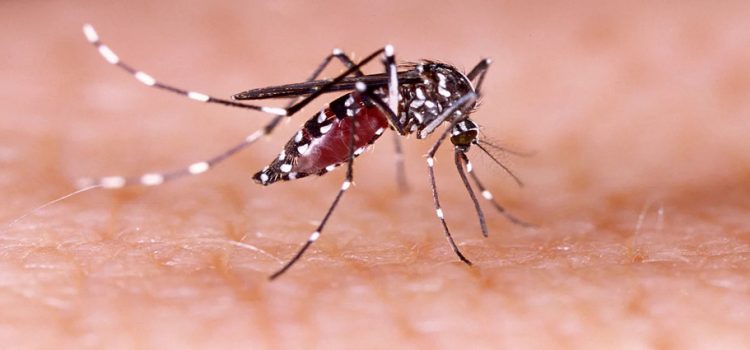 Sinaloa registra 105 casos de dengue este 2023