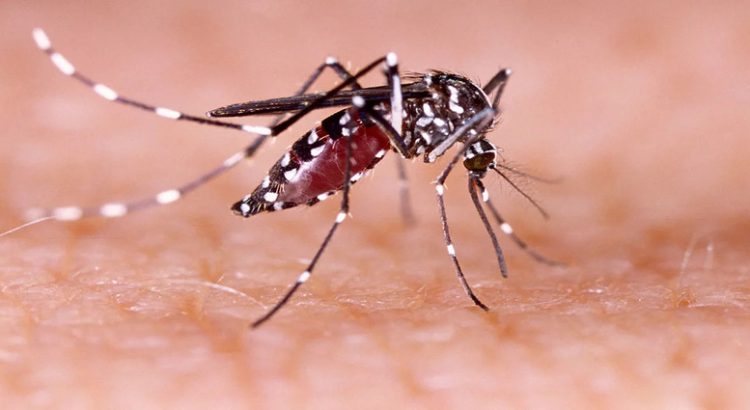Sinaloa registra 105 casos de dengue este 2023