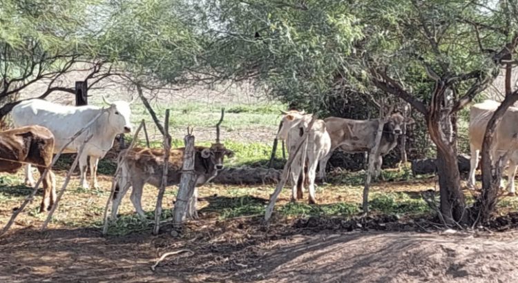 Advierten falta de alimentos en Sinaloa por la sequía