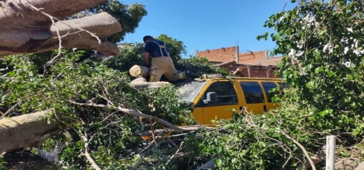 Árbol cae sobre un automóvil de unos turistas en Los Mochis