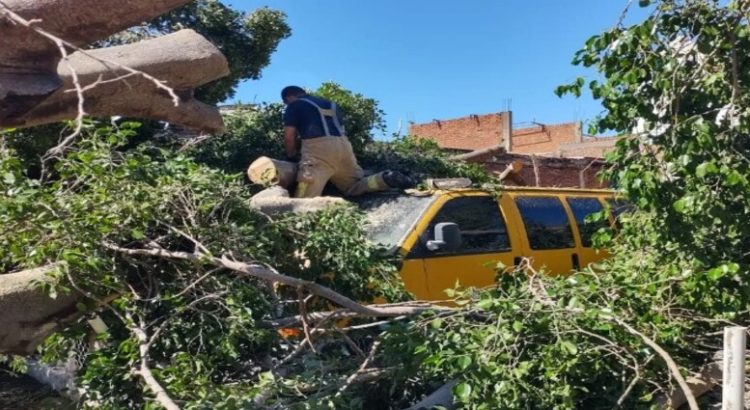 Árbol cae sobre un automóvil de unos turistas en Los Mochis