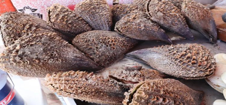Prohíben el consumo de callo de hacha y otros mariscos en Sinaloa