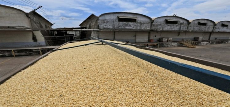 Bodegas en Sinaloa recibirán pagos por maíz esta semana
