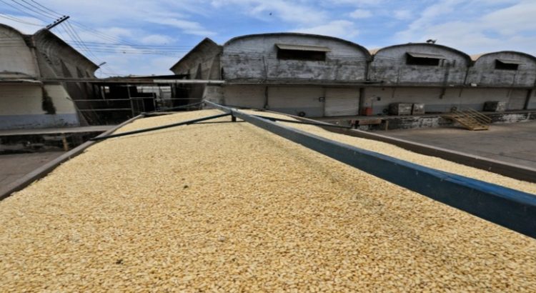 Bodegas en Sinaloa recibirán pagos por maíz esta semana