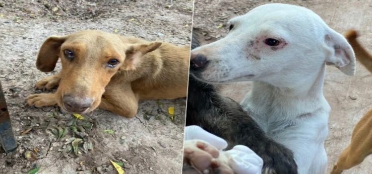 Denuncian intoxicación por pesticidas en el ejido 9 de Diciembre