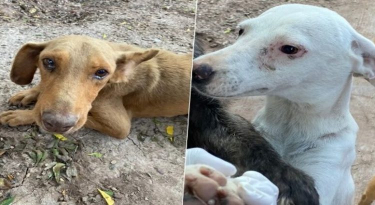 Denuncian intoxicación por pesticidas en el ejido 9 de Diciembre