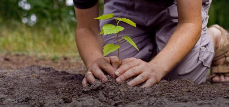 Implementarán plan de reforestación en Los Mochis luego de los daños por “Norma” Implementarán plan de reforestación en Los Mochis luego de los daños por “Norma”