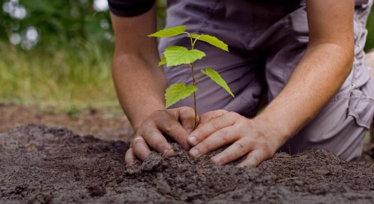 Implementarán plan de reforestación en Los Mochis luego de los daños por “Norma”