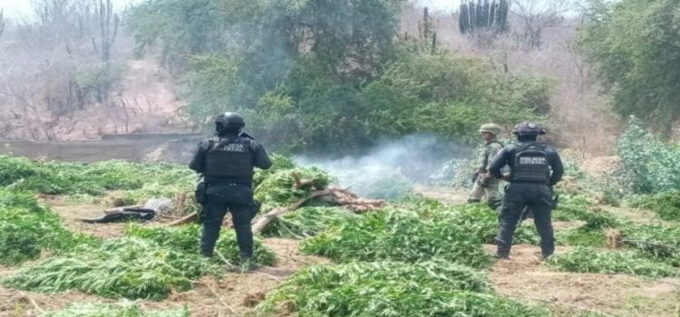 La FGR ha destruido 89.8 toneladas de distintas drogas en Sinaloa