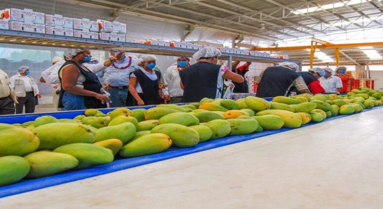 Sinaloa es el principal productor de mango del país