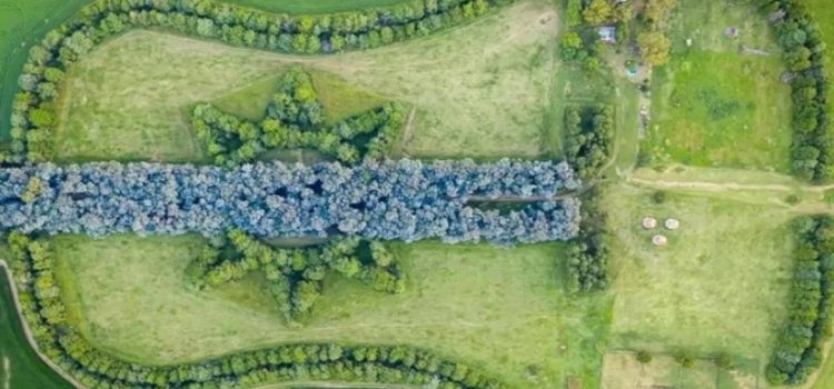 Creó un bosque con forma de guitarra en memoria de su esposa