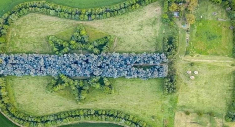 Creó un bosque con forma de guitarra en memoria de su esposa