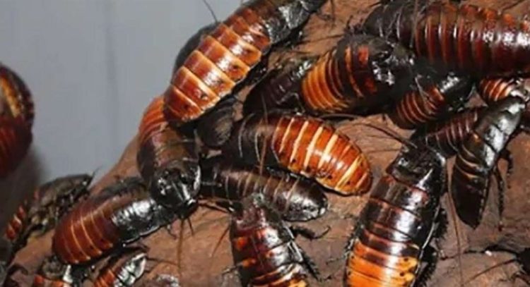 Si tu ex es una cucaracha, «bautiza» una con su nombre