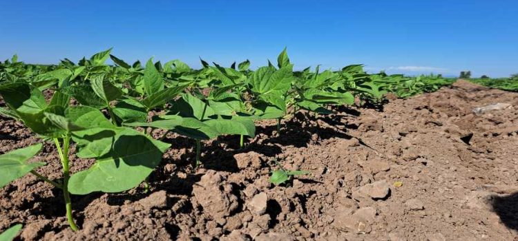 63 mil hectáreas quedaron sin permiso de siembra en Sinaloa
