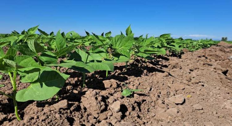 63 mil hectáreas quedaron sin permiso de siembra en Sinaloa