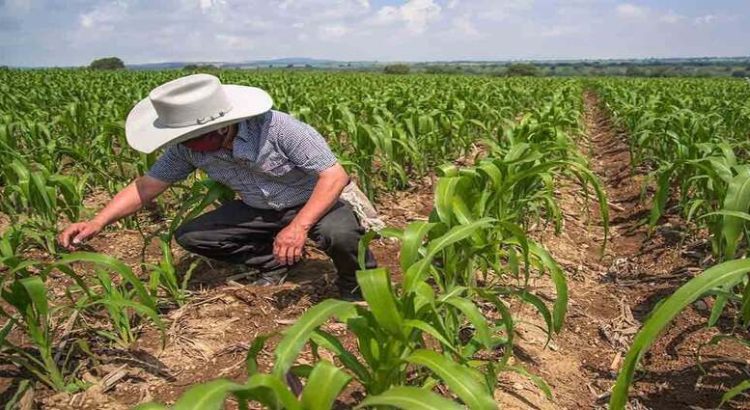 FIRA dará facilidades de pago a productores de Sinaloa