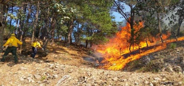 En tres meses Sinaloa ha tenido 30 incendios forestales