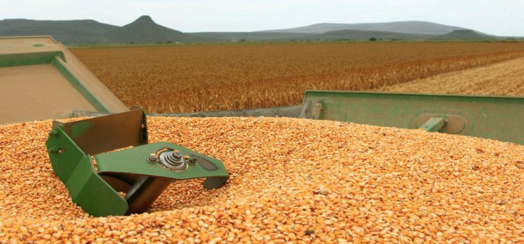 El gobierno de Sinaloa tiene una deuda de 600 millones por maíz embodegado El gobierno de Sinaloa tiene una deuda de 600 millones por maíz embodegado