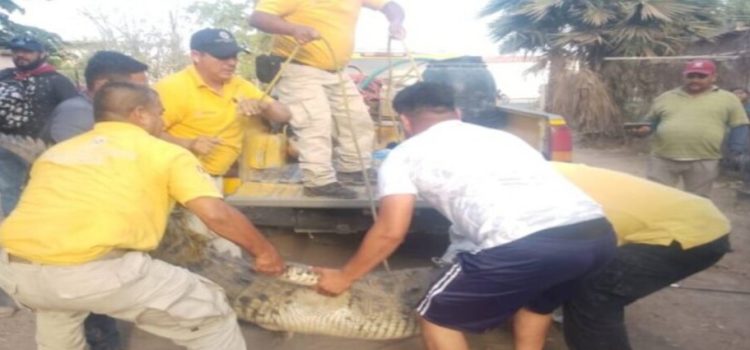 Capturan a caimán de 3.5 metros de longitud en Sinaloa