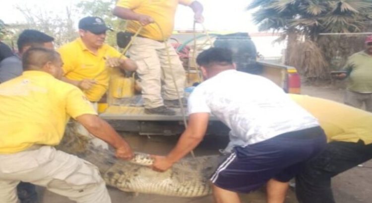 Capturan a caimán de 3.5 metros de longitud en Sinaloa