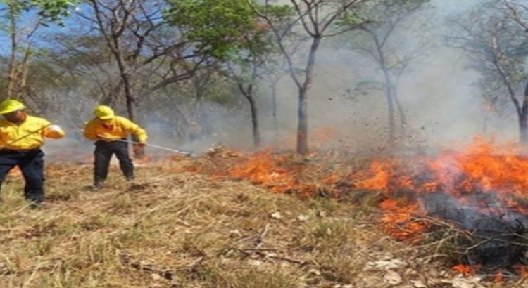 Marca récord en incendios forestales Sinaloa con 43 siniestros