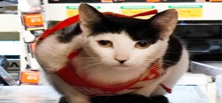 “Michi”, la gatita mochitense que trabaja en Home Depot