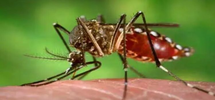 Sinaloa tercer lugar nacional por casos de dengue