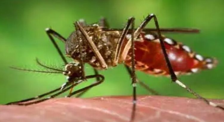 Sinaloa tercer lugar nacional por casos de dengue