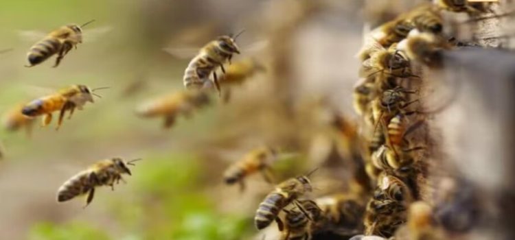 Ataques de abejas dejan un deceso y 17 lesionados en Sinaloa