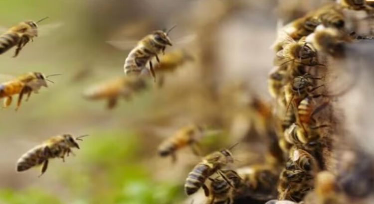 Ataques de abejas dejan un deceso y 17 lesionados en Sinaloa