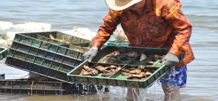 Sinaloa es el tercer productor de ostión del país Sinaloa es el tercer productor de ostión del país