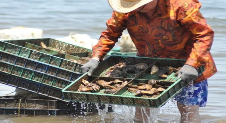 Sinaloa es el tercer productor de ostión del país
