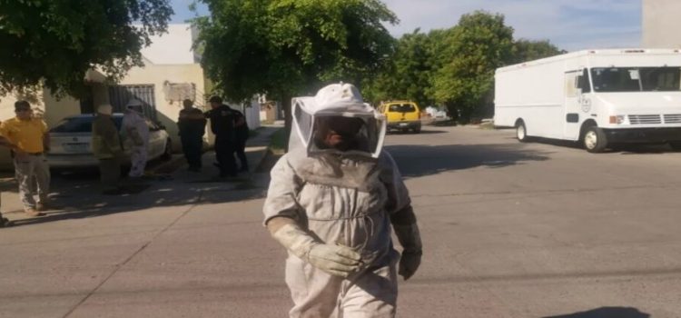 Dos niños reciben 50 picaduras de abejas