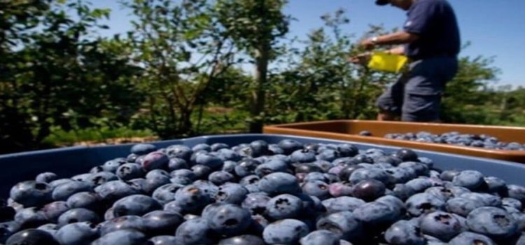 Sinaloa segundo lugar nacional en producción de arándano