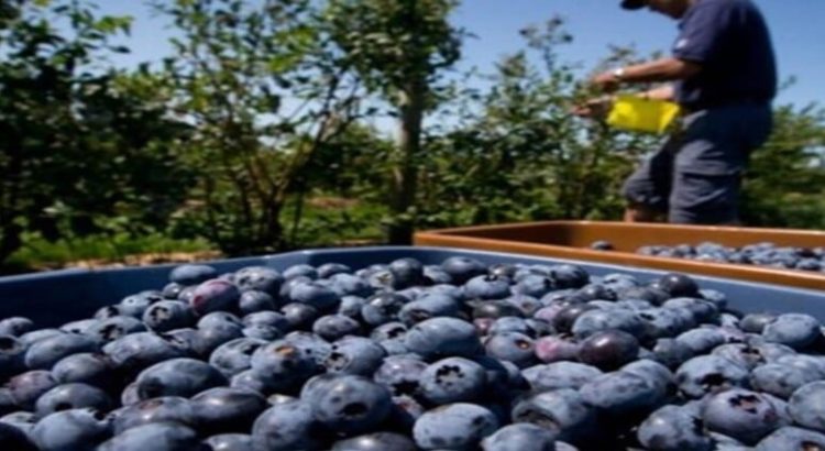 Sinaloa segundo lugar nacional en producción de arándano