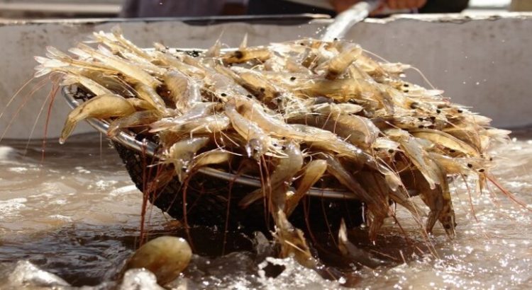 Sinaloa podría perder 4 mil empleos por reducción del 50% de producción en granjas de camarón