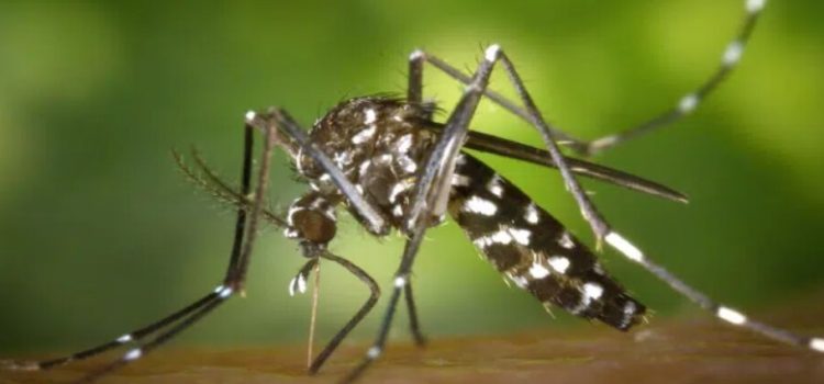 Al alza casos de dengue en Los Mochis