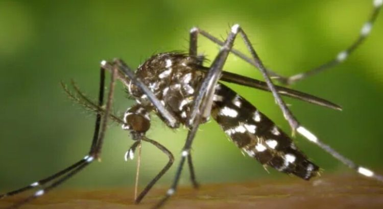 Al alza casos de dengue en Los Mochis