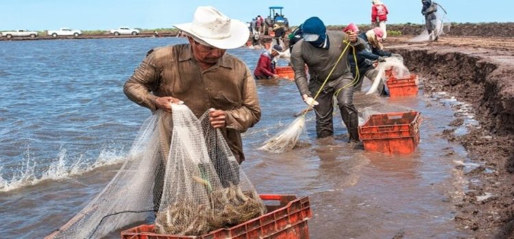 Termina la veda de camarón, inician capturas en aguas interiores del sur de Sinaloa