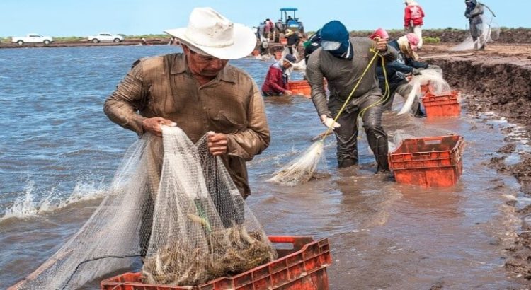 Termina la veda de camarón, inician capturas en aguas interiores del sur de Sinaloa