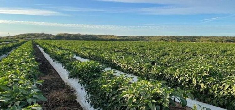 Sector agrícola ocupa el 93% del agua en Sinaloa