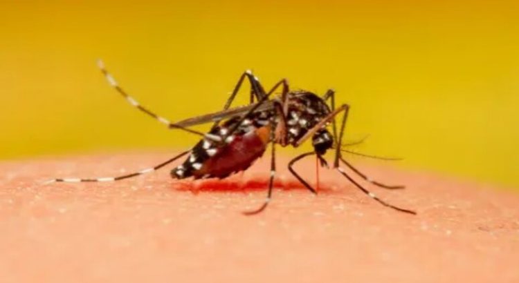 Ahome y El Fuerte rebasan los 480 casos confirmados de dengue