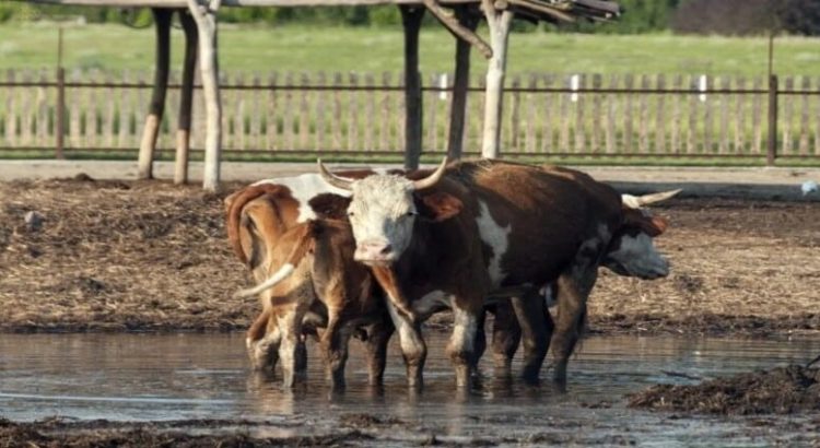 Continúa la escasez de agua en las áreas ganaderas de Sinaloa