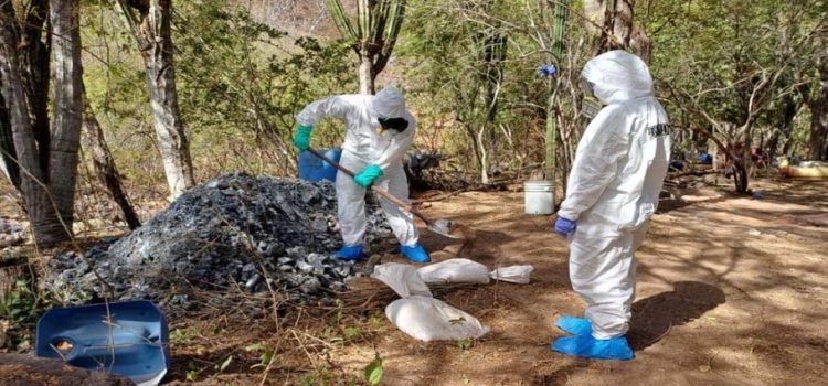 Fuerzas Especiales de la Marina desmantelan dos laboratorios clandestinos en Sinaloa