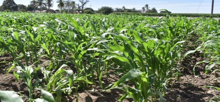 Producción de maíz en Sinaloa tendrá una baja de casi un 70%