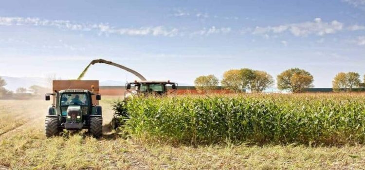 En Sinaloa, la agricultura corre un serio peligro de derrumbarse